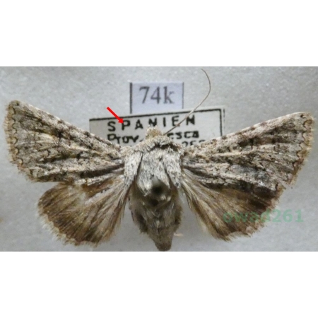 Recoropha canteneri (Duponchel, 1833) Spain74k